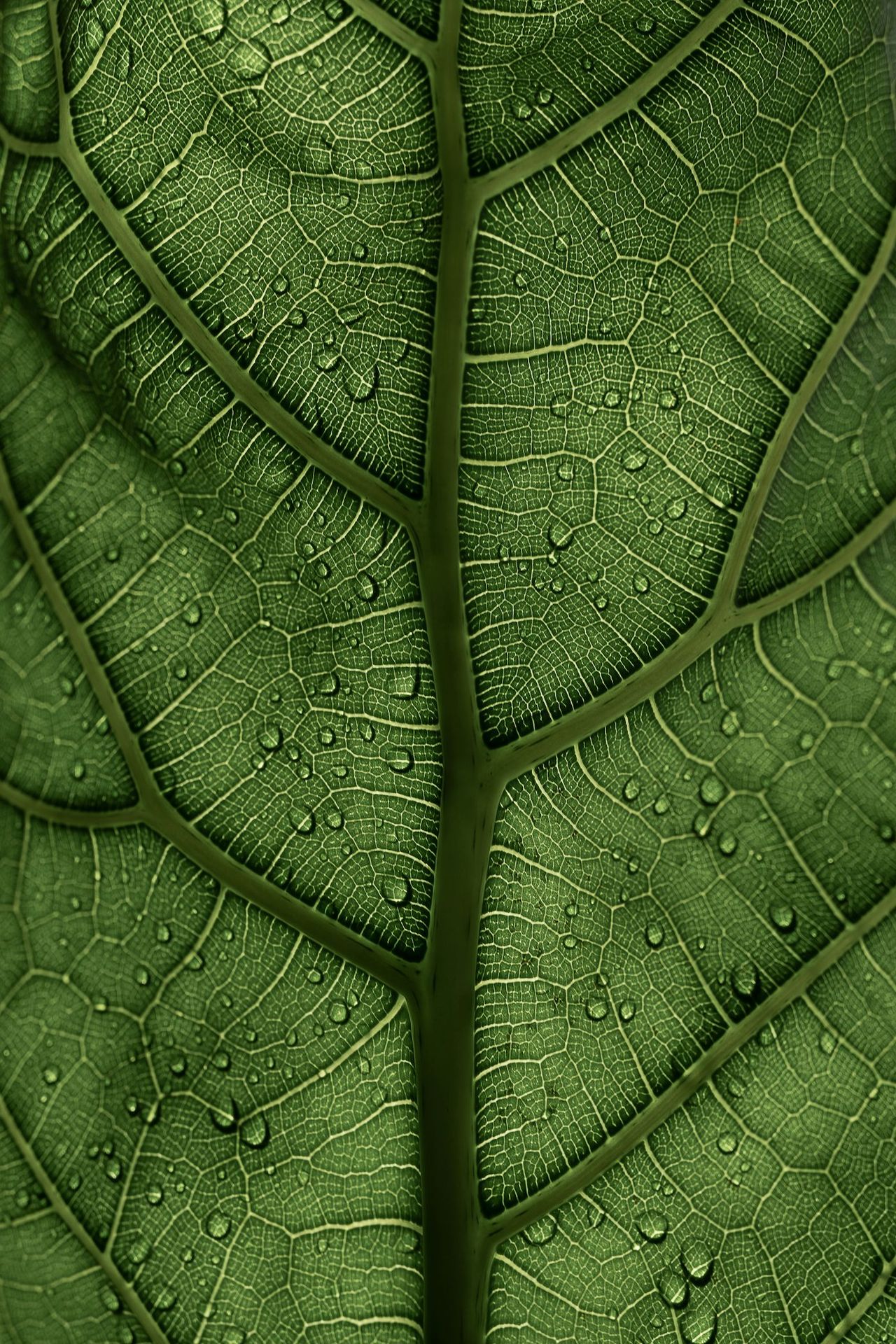 Nervures d’une feuille perlées de gouttes d’eau, en gros plan.